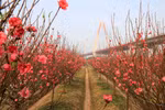 Nhat Tan peach blossom village vibrant ahead of Tet ​