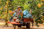 Pomelo growers busy with harvest for Tet
