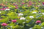 Pure lotuses enchant flower lovers in Hanoi