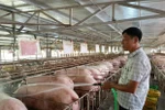 Building safe animal husbandry zones generates export opportunities