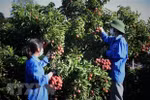 Bac Giang fights smuggling to facilitate lychee trade, production 