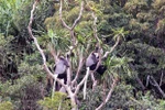 Discovering unique dry forest ecosystem of Nui Chua Biosphere Reserve