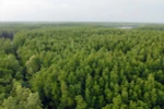 Can Gio mangrove forest an eco-friendly escape