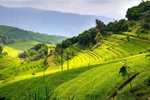 Mien Doi terraced rice fields - Potential for development of Hoa Binh tourism