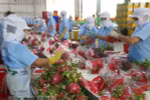 Fruit, vegetable exports to top 5.5 billion USD