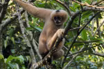 Family of primates at Cuc Phuong National Park