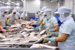 Tra fish exports to US enjoy strong surge