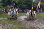 Ox racing festival in An Giang kicks off