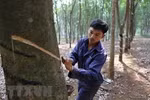 Vietnam ranks 3rd in natural rubber export 