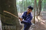 Vietnam ranks 3rd in natural rubber export 