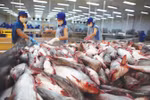 Vietnam’s Tra fish export sees competitors
