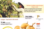 Northern localities enjoy bumper longan crops