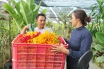 Ho Chi Minh City expands orchid planting areas
