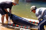 Fishermen learn to protect dolphins