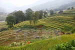 Snow festival gives tourists glimpse of Sa Pa’s winter