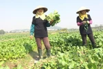 Vegetable, fruit export hits over 2.1 billion USD in 11 months