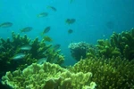 200ha of bleached Con Dao corals recover naturally