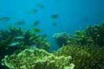 200ha of bleached Con Dao corals recover naturally