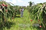 Seminar promotes GI development for Binh Thuan dragon fruit 