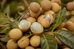 Vietnamese longan sold well in Japan despite high prices