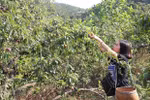 Son La plum to be served on Vietnam Airlines flights