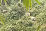 Quang Nam strives to conserve elephant species, habitat
