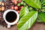 Buon Ma Thuot Coffee Festival 2023 to take place in March