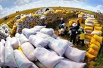 Vietnam to earn over 4 billion USD from rice exports this year: MARD