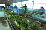 Vietnamese agricultural products enjoy bustling export to China