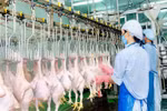 Domestic poultry sellers face tough competition from imported chicken