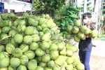 Domestic coconut price triples after US export news
