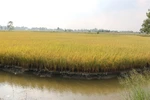 Mekong Delta to expand shrimp-rice farming
