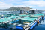 Aquaculture towards large commodity production