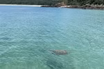 First sea turtle seen in waters off Co To in over 10 years