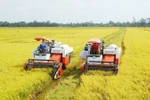 Organic rice farming yields fruits