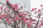 More cherry blossom trees planted in Hanoi park