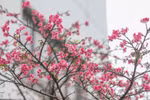 More cherry blossom trees planted in Hanoi park