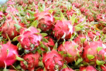 Dragon fruit export turnover reaches 47 million USD