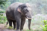 Dong Nai conserves wild elephants towards harmonious coexistence