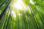 Armed with bamboo diplomacy, Vietnam navigating headwinds: Scholars