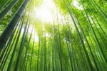 Armed with bamboo diplomacy, Vietnam navigating headwinds: Scholars