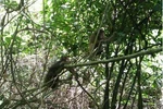Ten rare monkeys released into the wild at Phong Nha-Ke Bang National Park