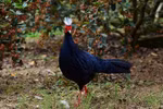 Quang Binh receives support for Edwards's Pheasant conservation