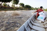 Tra fish production shifts towards sustainable supply chain