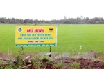 Mekong Delta adopts smart rice cultivation model