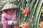 Dragonfruit paves way for Vietnam’s fruit exports to Thailand