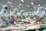 US pledges not to hinder Vietnam’s export of tra fish: official 