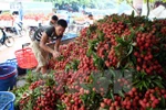 Australia – potential market for Vietnam’s fruit, vegetable 