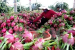 Dragon fruit exports to enjoy robust growth 