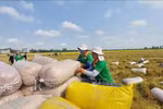 Rice exports top 6.1 million tonnes in eight months (Photo: VNA)